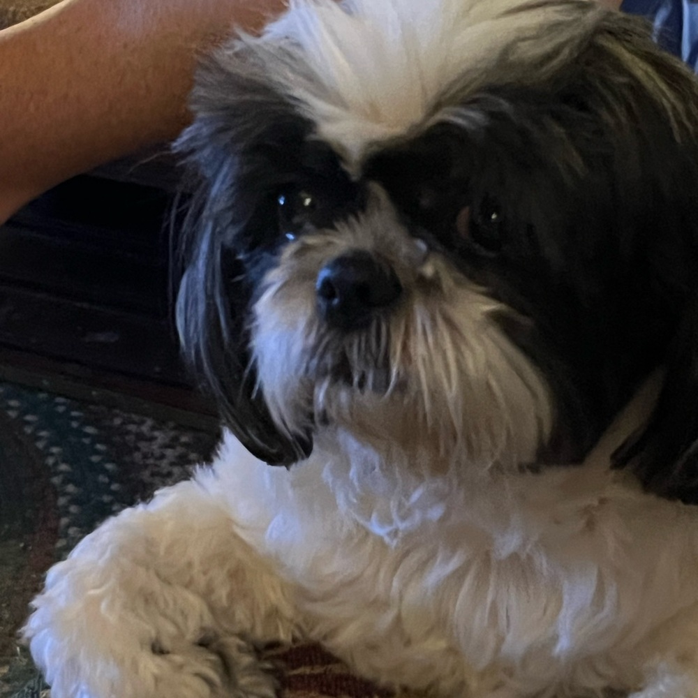 Meet your Posher, Susan